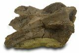 Dinosaur Tendons, Bone, and Gar Scale in Sandstone - Wyoming #377762-2